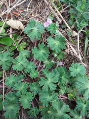 Geranium molle