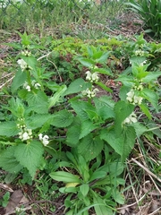 Lamium album