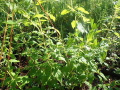 Pycnanthemum albescens