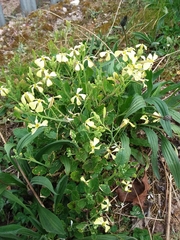 Angiospermae