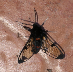 Dasysphinx baroni