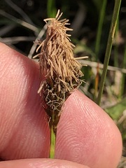 Carex caryophyllea