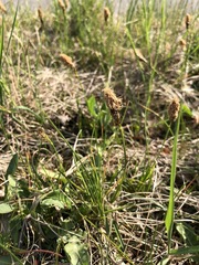 Carex caryophyllea