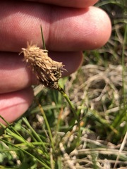 Carex caryophyllea
