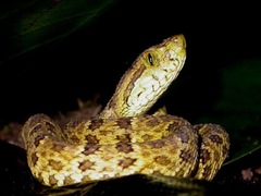Bothrops punctatus