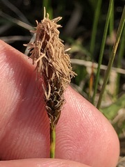 Carex caryophyllea