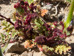 Synchytrium papillatum