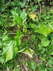 Arum maculatum