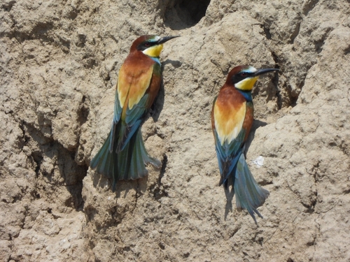 European Bee-eater