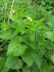 Alliaria petiolata