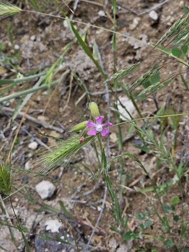 Silene subconica, photograph 2