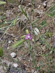author not stated, no rights reserved Silene subconica, photograph author not stated, no rights reserved