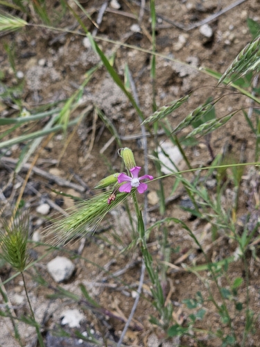Silene subconica, photograph 3