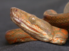 Corallus annulatus