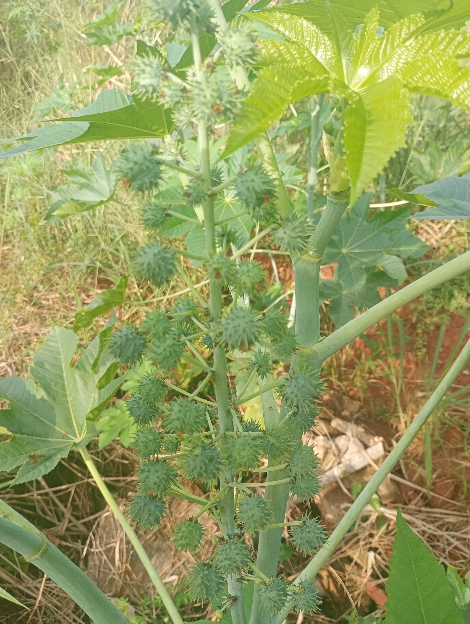 Ricinus communis