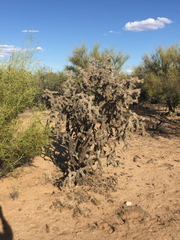 Cylindropuntia kelvinensis
