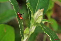 Conocephalus melaenus