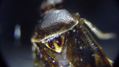 Deraeocoris lutescens