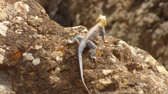 Agama spinosa