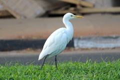 Bubulcus ibis