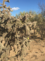 Cylindropuntia kelvinensis
