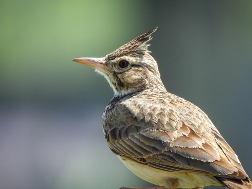 Crested Lark