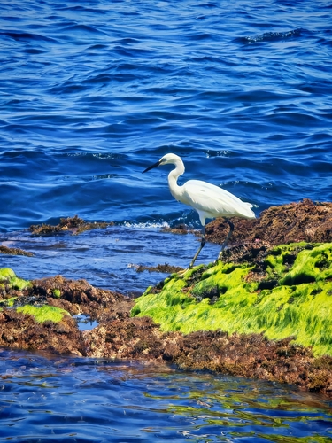 Little Egret