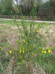 Cytisus scoparius