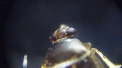 Deraeocoris lutescens