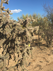 Cylindropuntia kelvinensis