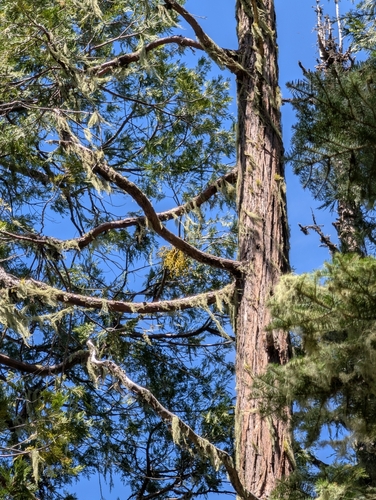 Incense cedar mistletoe (Phoradendron libocedri)