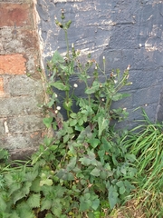 Sonchus oleraceus