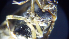 Deraeocoris lutescens