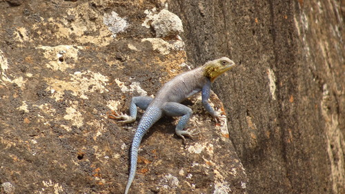 Spiny Agama