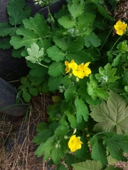 Chelidonium majus