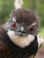 Bucco noanamae