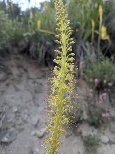 Eremurus fuscus, photograph 4