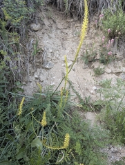 Eremurus fuscus, photograph (c) Islam Galymzhanov, some rights reserved (CC BY)