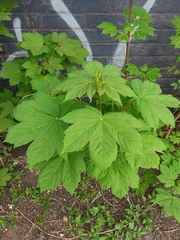 Acer pseudoplatanus