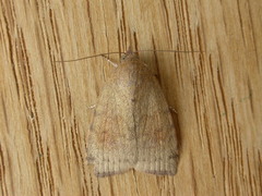 Austrocarea iocephala