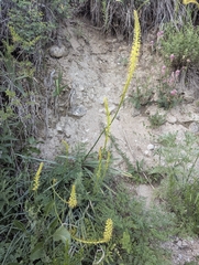 Eremurus fuscus, photograph (c) Islam Galymzhanov, some rights reserved (CC BY)