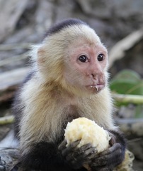 Cebus capucinus