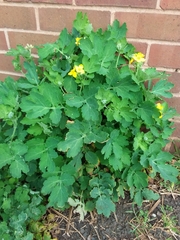 Chelidonium majus