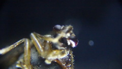 Deraeocoris lutescens