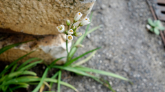 Allium massaessylum