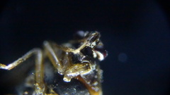 Deraeocoris lutescens