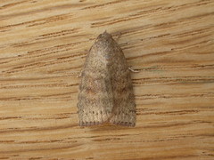 Austrocarea iocephala