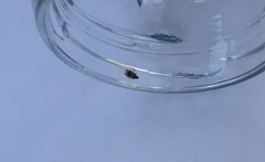 Deraeocoris lutescens