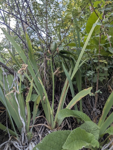 Iris alberti