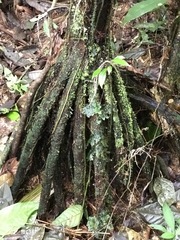 Socratea